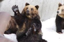 ⑨のぼりべつクマ牧場入園 + ロープウェイ往復乗車